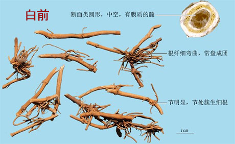 白前(图1)