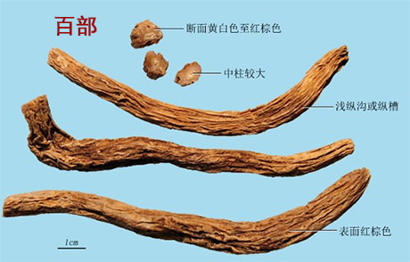 紫菀