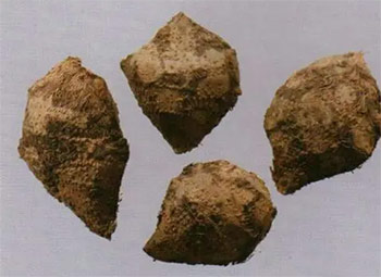 山茱萸（山萸肉）