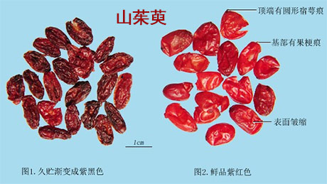 山茱萸(图1)