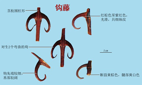莲子心（莲子芯）