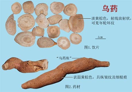 乌药