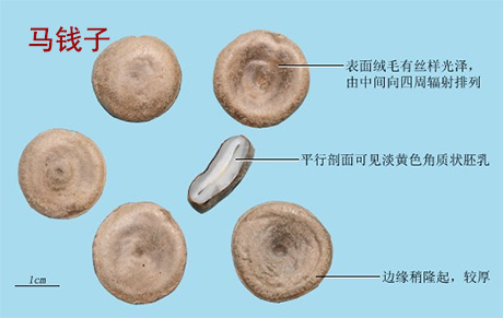 雪上一枝蒿