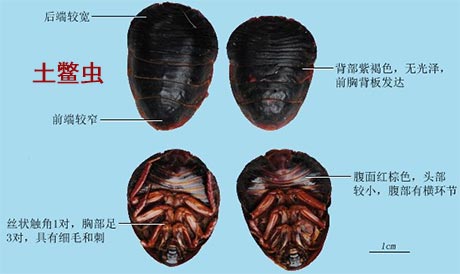 土鳖虫（土元）(图1)