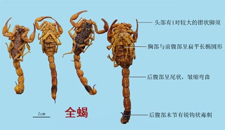 全蝎（全虫、蝎子）