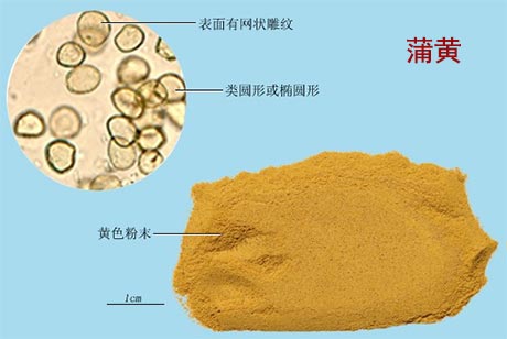 蒲黄(图1)