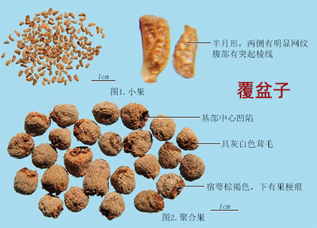 马兜铃