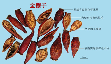 金樱子(图1)
