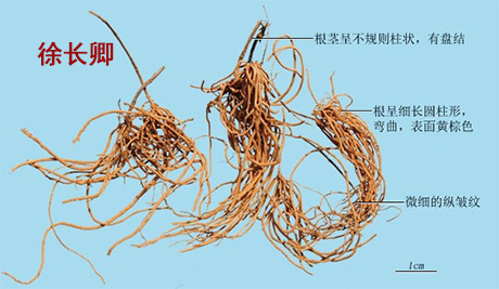 徐长卿(图1)