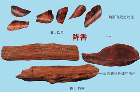 降香(图1)