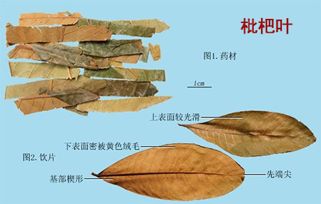 泽泻