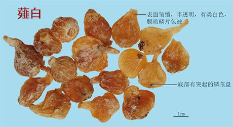 薤白