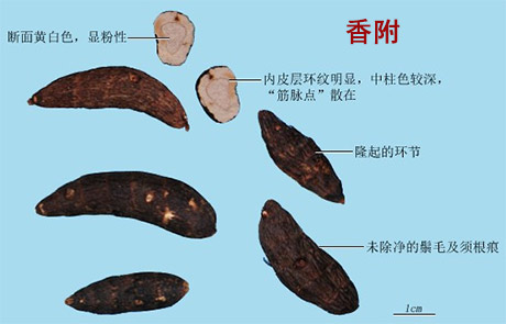 香附