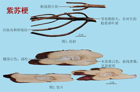 紫苏梗（紫苏根）