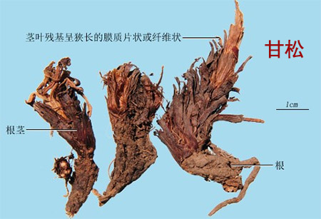 荔枝核