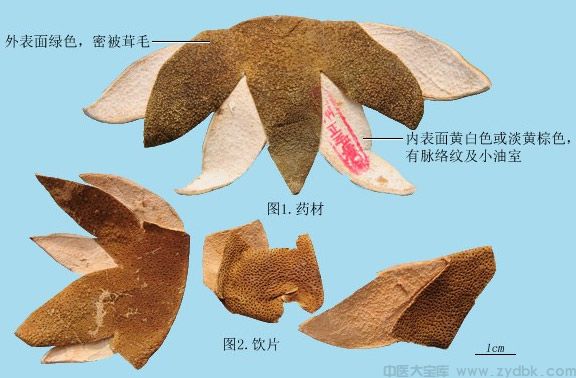 橘核