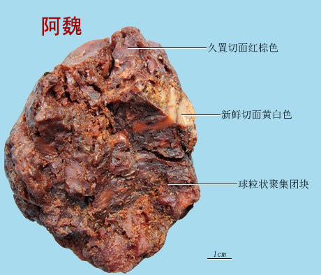 龙涎香