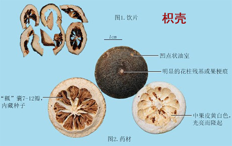 枳实