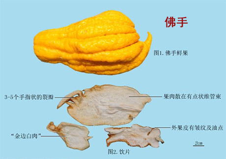 青皮