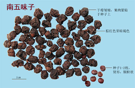 南五味子