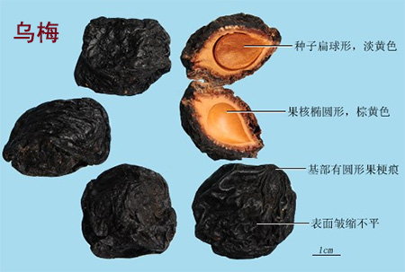 麻黄根