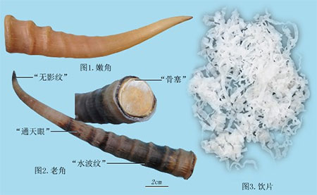 紫贝齿