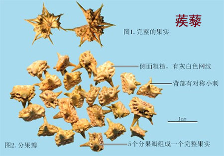 明党参