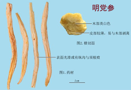 珍珠母