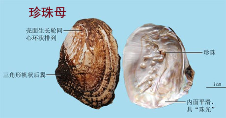 珍珠母(图1)