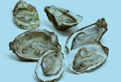 海桐皮