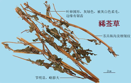 豨莶草(图1)