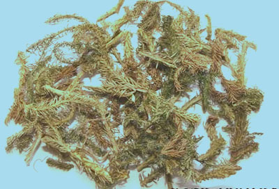 伸筋草