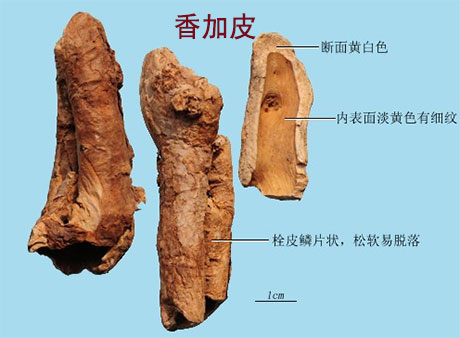 香加皮(图1)