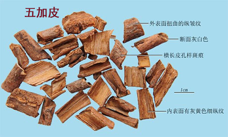 五加皮(图1)