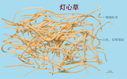灯心草(图1)