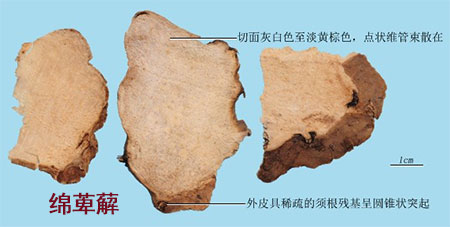 赤小豆