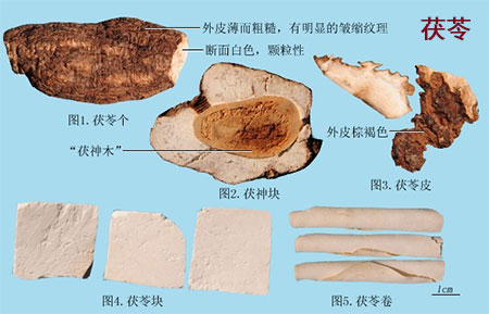 茯苓(图1)