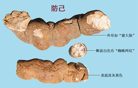 防己(图1)