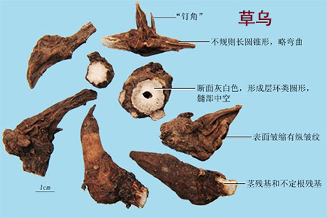 草乌