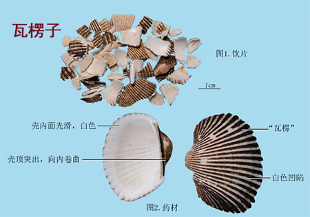瓦楞子(图1)