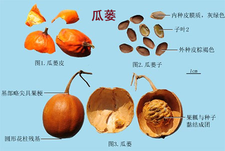 瓜蒌(图1)