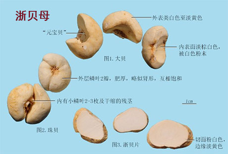 浙贝母(图1)