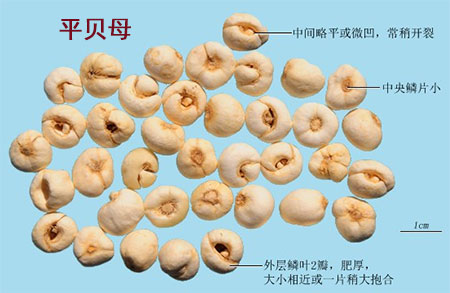 平贝母(图1)
