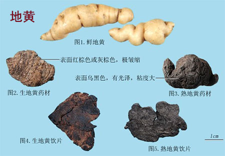 生地黄（生地）(图1)