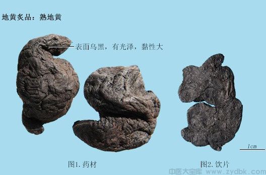 熟地黄（熟地）(图1)