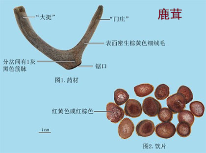 鹿茸(图1)
