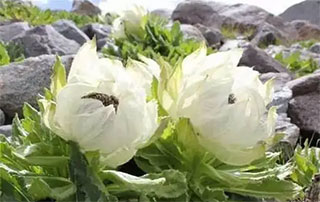 韭菜子（韭菜籽）