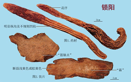 锁阳
