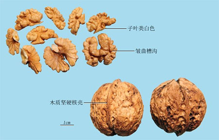 核桃仁（胡桃肉、胡桃仁）(图1)