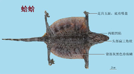 石龙子（四脚蛇）